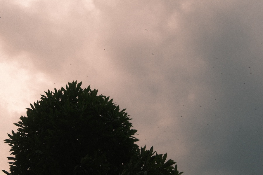 Photograph, January 2026